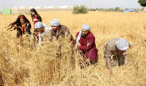 "الاحتلال والمستوطنون يستهدفون الأراضي الزراعية والمحاصيل في بلدات شرق نابلس - أرشيفية").