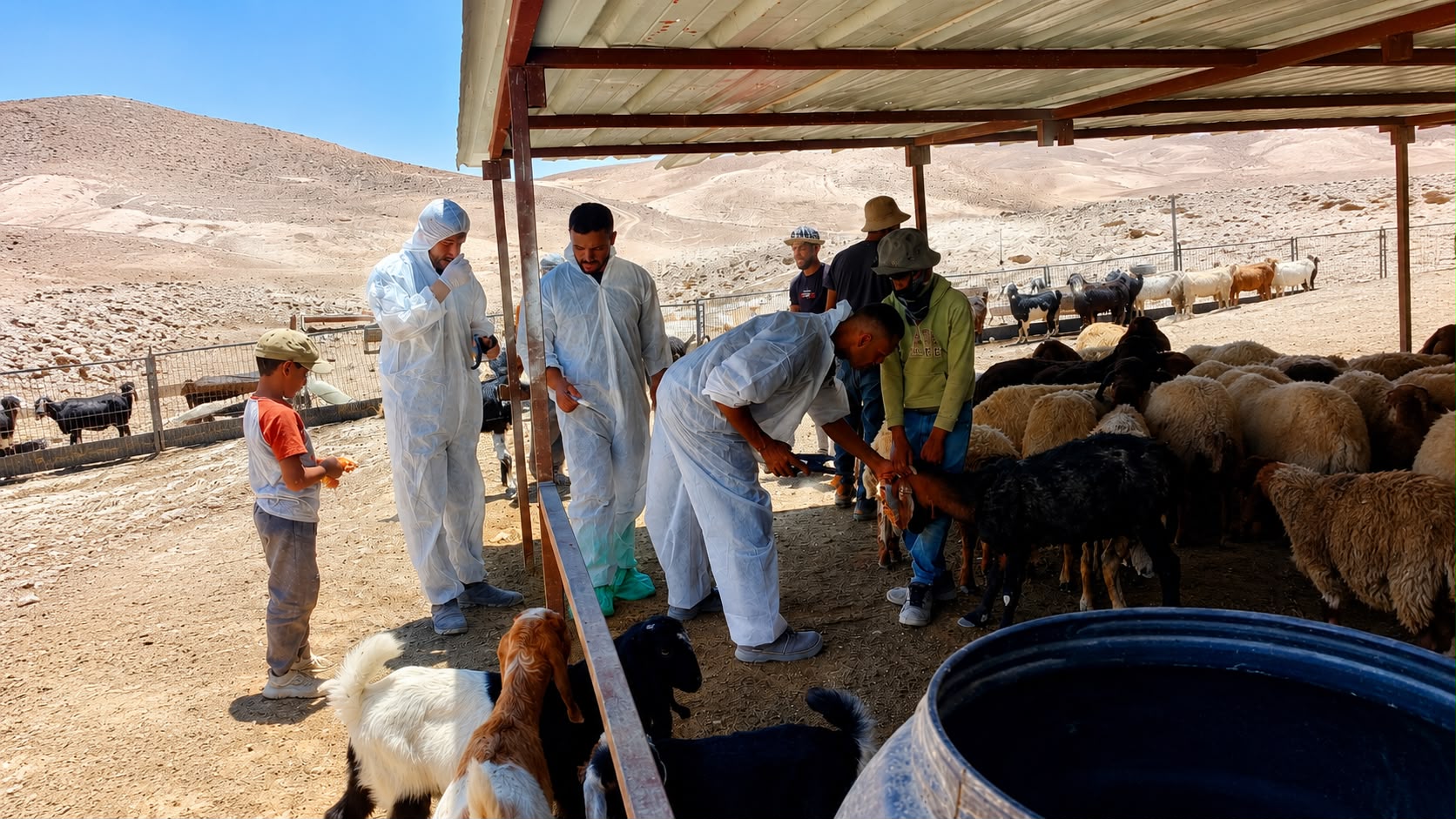 بـ 43 ألف رأس.. "وزارة الزراعة" تقطع شوطاً كبيراً في حملة تحصين وترقيم الثروة الحيوانية
