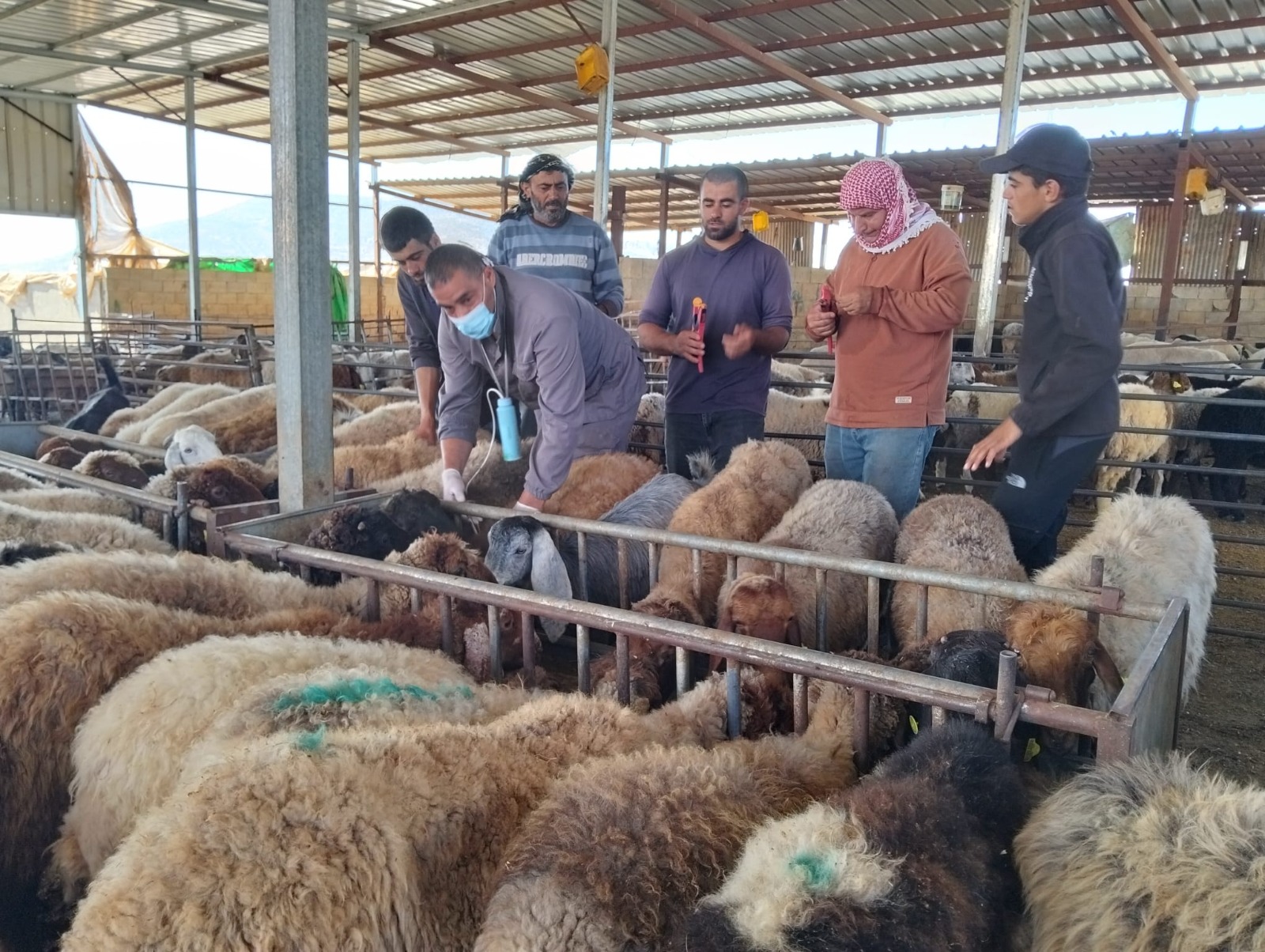 الحملة الوطنية لتطعيم وترقيم الثروة الحيوانية تتجاوز 37,350 رأساً منذ انطلاقها