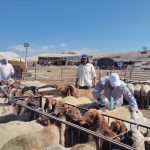 الطواقم البيطرية تصل التجمعات المستهدفة في يطا والمسافر والأغوار.. والتحصين يدعم صمود 58 مربياً للماشية
