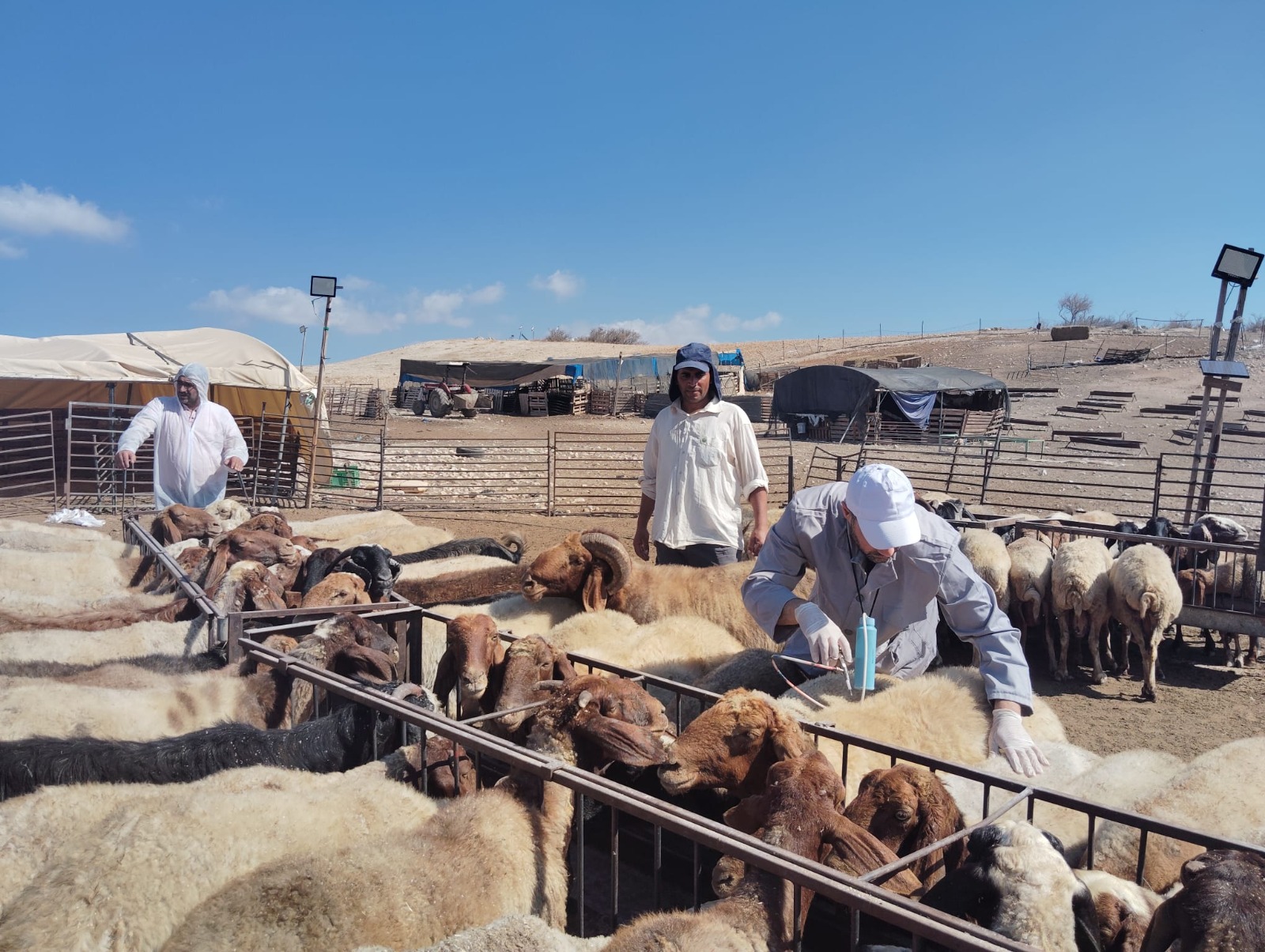 الطواقم البيطرية تصل التجمعات المستهدفة في يطا والمسافر والأغوار.. والتحصين يدعم صمود 58 مربياً للماشية