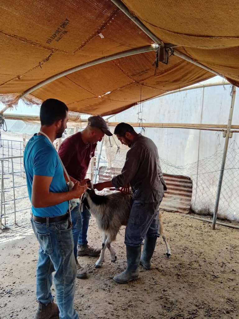 "الفرق البيطرية تواصل التحصين الميداني للمواشي في التجمعات الرعوية المهمشة