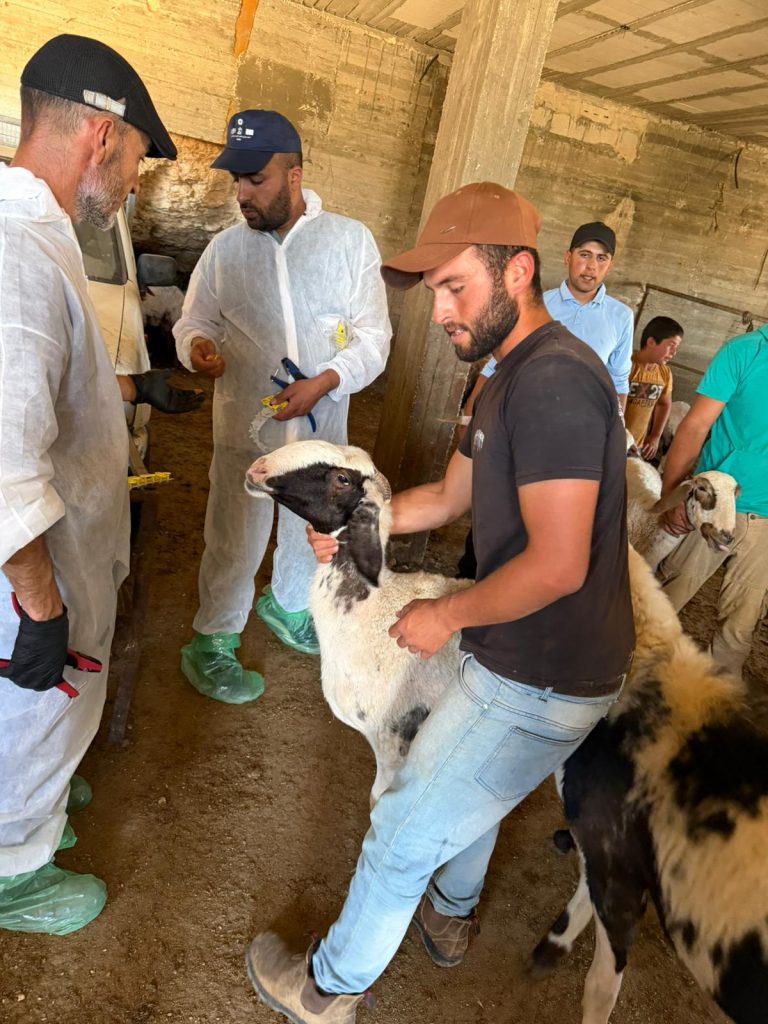 الطواقم البيطرية تصل التجمعات المستهدفة في يطا والمسافر والأغوار.. والتحصين يدعم صمود 58 مربياً للماشية