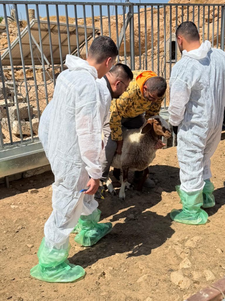 "طواقم البيطرة تباشر تحصين المواشي في تجمعات مسافر يطا - وزارة الزراعة").