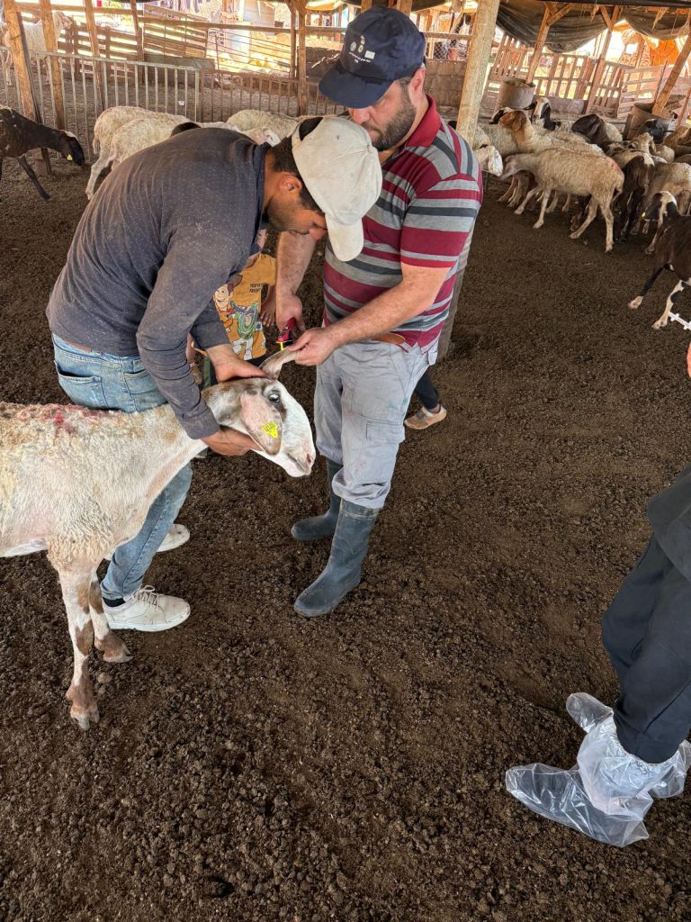 لطواقم البيطرية تواصل العمل الميداني في خرب مسافر يطا والأغوار الشمالية لتعزيز صمود المزارعين