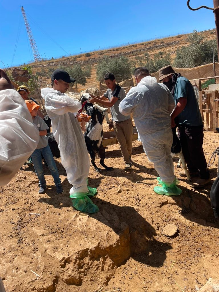 حملة التطعيم ضد الحمى القلاعية تتجاوز 24 ألف رأس في مسافر يطا والأغوار