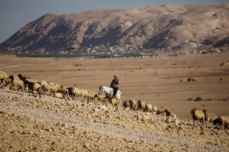 راعٍ فلسطيني يتجه بأغنامه إلى عين مياه العوجا شمال مدينة أريحا الفلسطينية