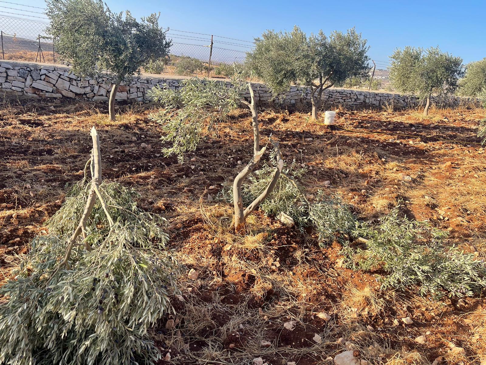 مستوطنون يكسرون أشجار الزيتون في منطقة خلة الحرمية غرب سلفيت