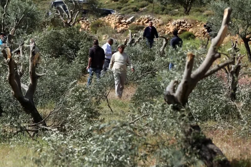 مستوطنون يقطعون أشجاراً مثمرة في وادي قانا شمال غرب سلفيت