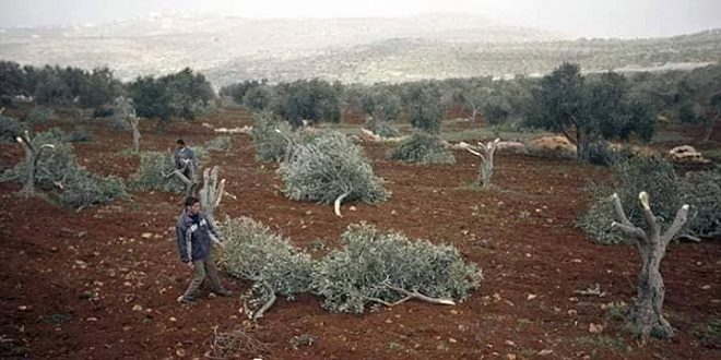 مستوطنون يقطعون عشرات الأشجار المثمرة ب خربة فراسين غرب جنين