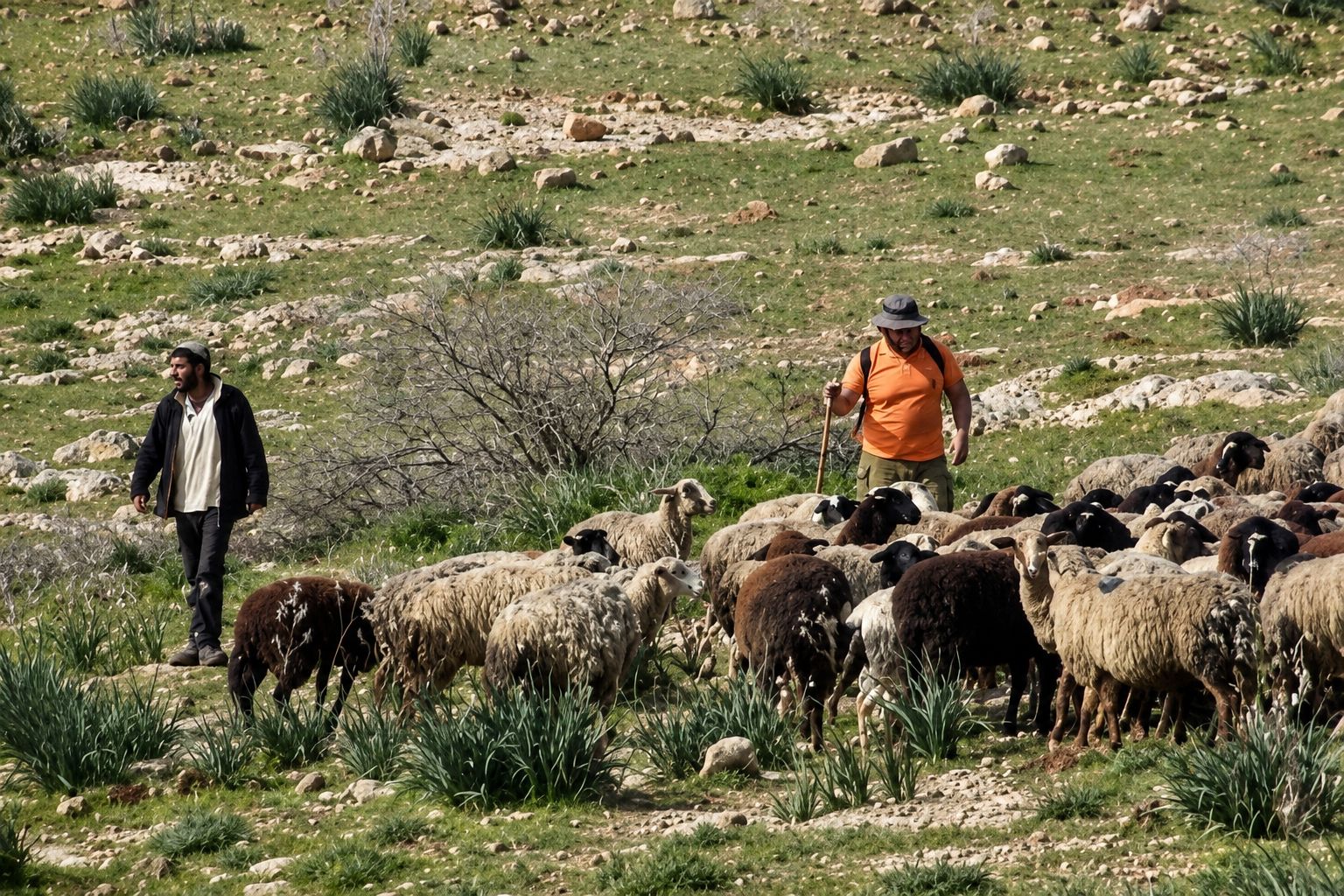 مستوطنون يرعون أغنامهم في خلايل اللوز ويتلفون الأشجار جنوب بيت لحم