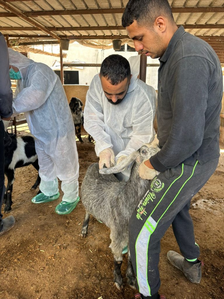 طواقم بيطرة جنين أثناء تحصين الأغنام ضد الحمى المالطية بمحافظة جنين