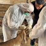 طبيب بيطري يحصن رأس ماشية ضد الأوبئة خلال حملة وزارة الزراعة
