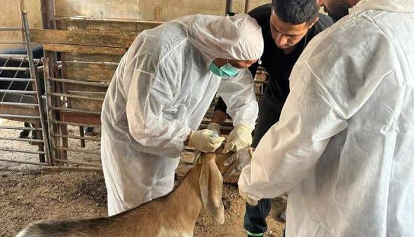 طبيب بيطري يحصن رأس ماشية ضد الأوبئة خلال حملة وزارة الزراعة